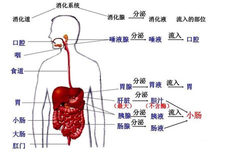 人的胃在哪裡|肚子与胃的位置图